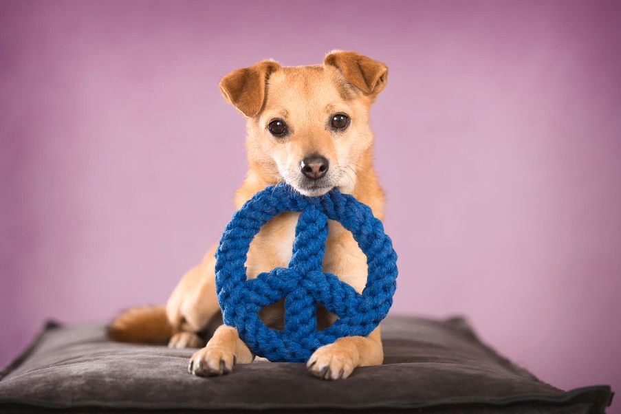 Hundespielzeug von Laboni.